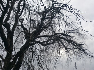 冬枯れの枝垂桜のシルエット