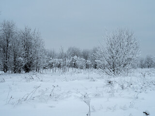 Winter landscape trees in the snow.