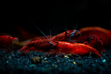 Red neocaridina shrimp fire pet aquarium freshwater nature macro