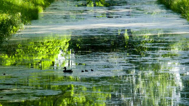 Duck with Ducklings. Duck with ducklings swim wetland pond which reflects the trees
