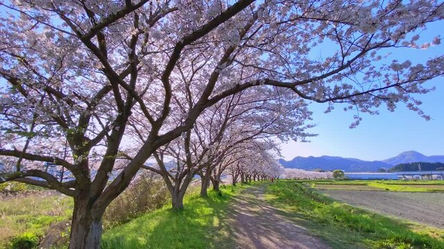 満開の桜並木の全景 背景の太陽と小径に伸びる影 背景に青空 田舎の風景 桜 ソメイヨシノ 日本の春