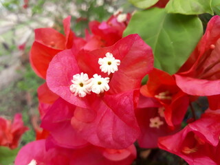 flowers from a distant land