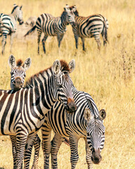 Naklejka premium Zebras in Africa