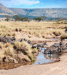 Zebras in Africa - obrazy, fototapety, plakaty