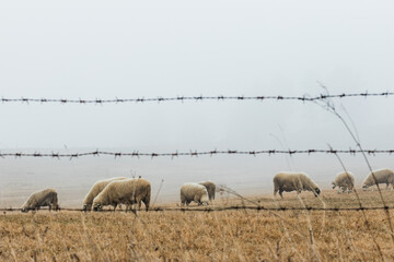 Herd of sheep on the meadow in foggy early morning