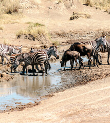 Fototapeta na wymiar Zebras in Africa