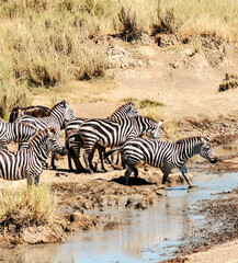 Zebras in Africa