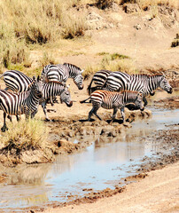 Obraz na płótnie Canvas Zebras in Africa