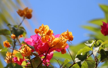 Seminyak Flowers 010