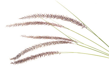 Fototapeta premium PENNISETUM Isolated