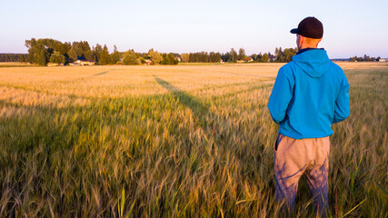 Naklejka na ściany i meble Sunset over the cornfield of the countryside town of Skinnarby, Finland. A farmer looking over his harvest.