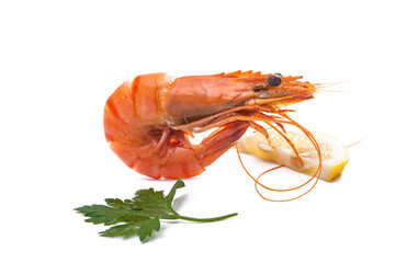 boiled shrimp isolated