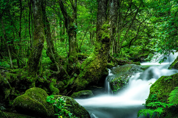 the moss valley in the forest