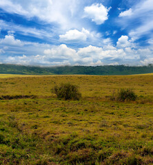Acacia trees in Africa