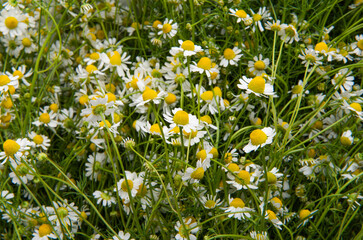 background of medical fresh chamomile