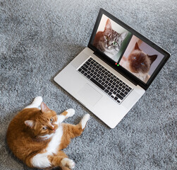 Top view of red cat talking to cats in group video call on laptop. Pets having an online conference.