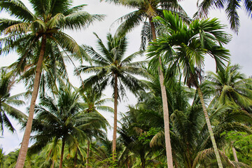 palm trees thailand travel background  asia