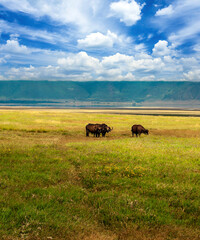 Buffalos in Africa