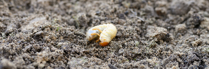the larva of the may beetle or cockchafer bug on the loosened soil spring in the garden. banner