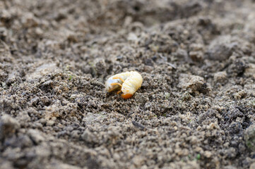 the larva of the may beetle or cockchafer bug on the loosened soil spring in the garden