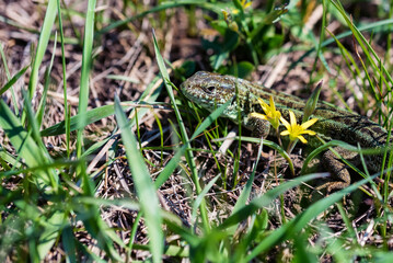 Portrait of happy quick lizard in grass