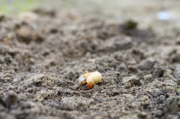 the larva of the may beetle or cockchafer bug on the loosened soil spring in the garden