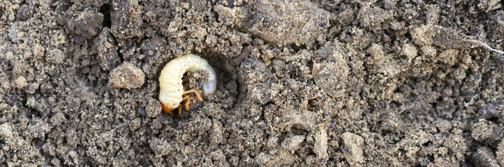 the larva of the may beetle or cockchafer bug on the loosened soil spring in the garden. banner