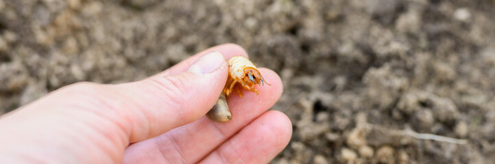 the larva of the may beetle or cockchafer bug in female hand on spring in the garden. banner