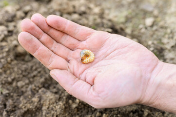 the larva of the may beetle or cockchafer bug in male hand on spring in the garden