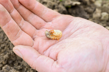 the larva of the may beetle or cockchafer bug in male hand on spring in the garden