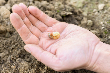 the larva of the may beetle or cockchafer bug in male hand on spring in the garden