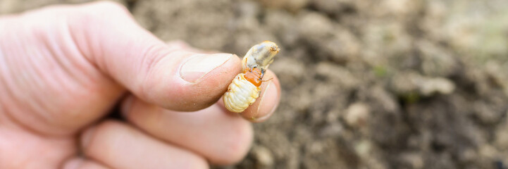 the larva of the may beetle or cockchafer bug in male hand on spring in the garden. banner