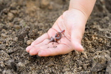 an earthworm in kid's hands on spring in the garden