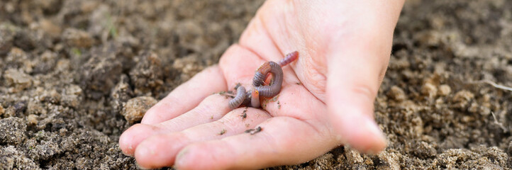 an earthworm in kid's hands on spring in the garden. banner