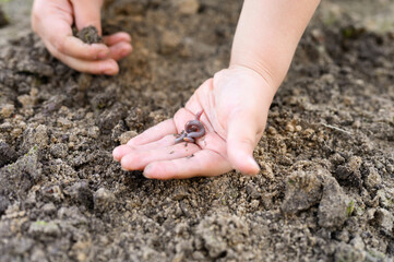 an earthworm in kid's hands on spring in the garden