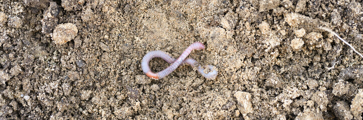 an earthworm on the loosened soil spring in the garden. banner