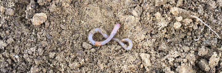 an earthworm on the loosened soil spring in the garden. banner