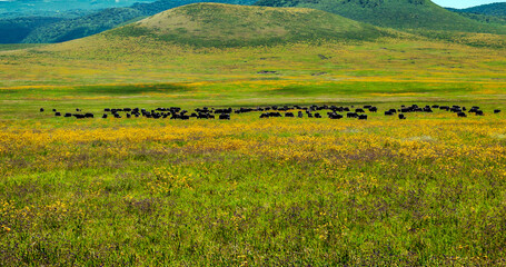 African landscape