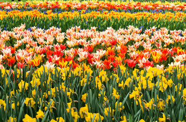 flower bed with blooming tulips in the Netherlands