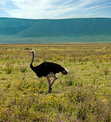 Pelican in Africa