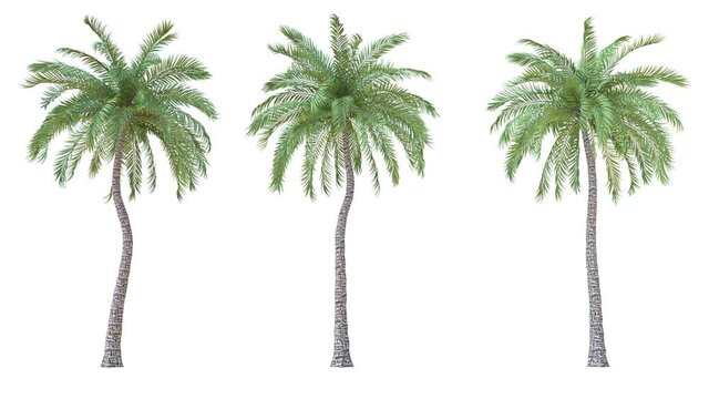 Beach palm tree moving in the wind on white background with alpha matte.3D realistic tree isolated with alpha channel to be used for architecture visualization or motion graphics or any other video.