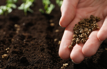 Woman planting beet seeds into fertile soil, space for text. Vegetables growing