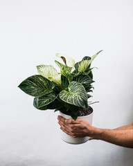 Vertical shot of a male holding a Philodendron white wave potted plant near a white wall