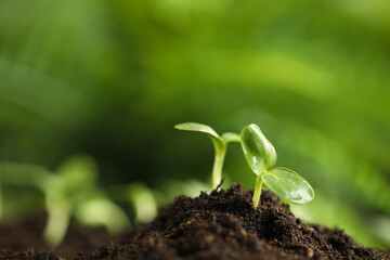 Little green seedlings growing in soil, closeup. Space for text