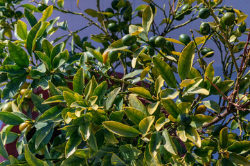 Close up of green kumquat fruit or fortunella on a tree.