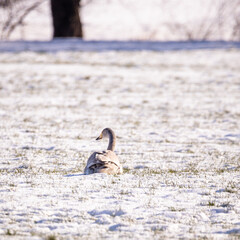 Singschwan Jungvogel vom letzten Jahr auf einer verschneiten Wiese