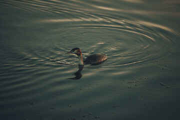 A crested grebe swimming at sunset