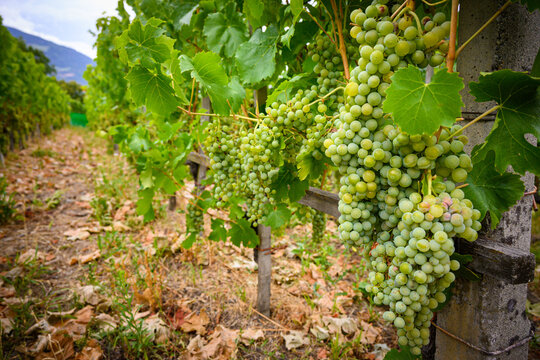 Filari di vite nel vigneto in montagna con grappoli d&rsquo;uva bianca in primo piano