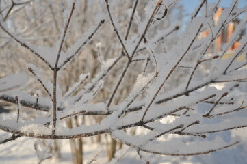 frost on the trees frosty sunny day
