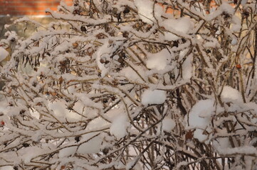 frost and snow on bushes and branches